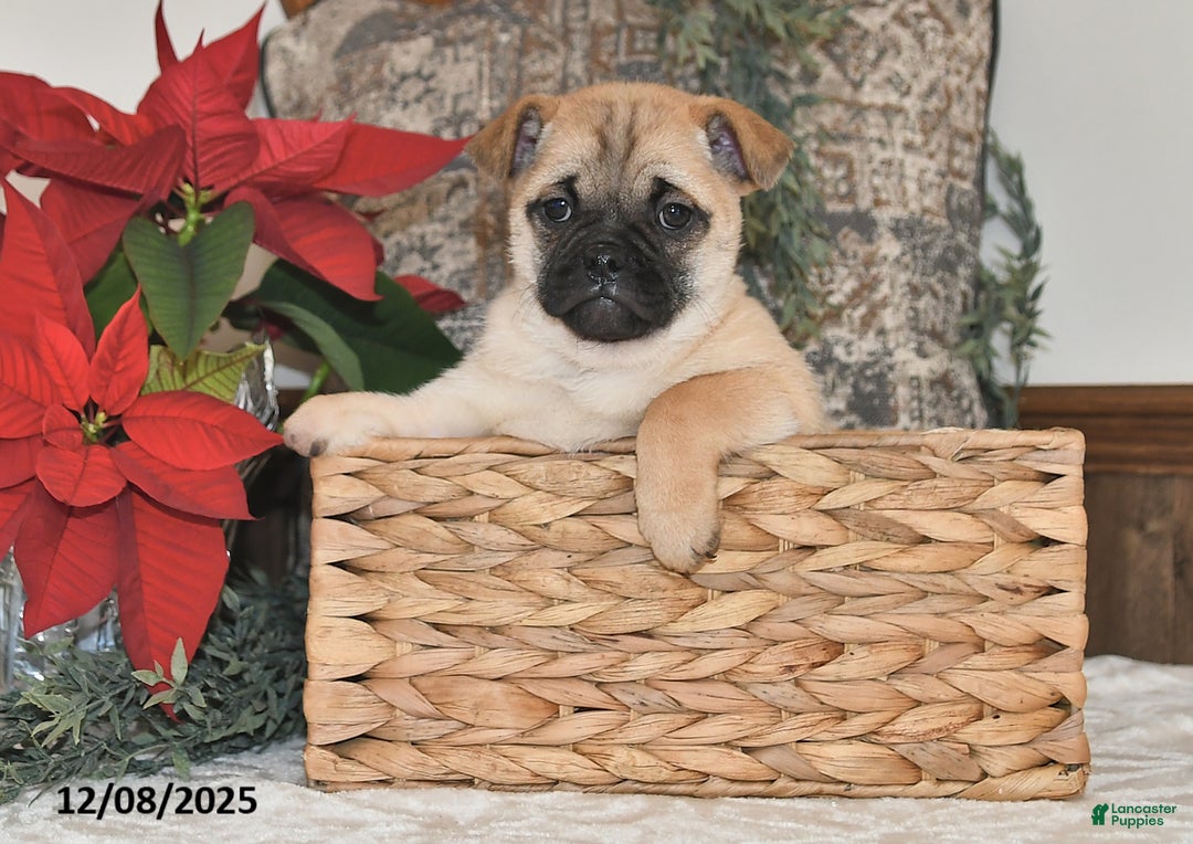 Mixed Breed dogs for sale: Adorable  Special Needs - Ad 3