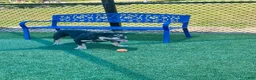 English Bulldog dogs for sale: English Bulldog Puppy 2 - Ad 3