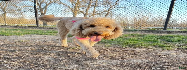 Chloe