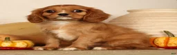 Cavalier King Charles Spaniel dogs for sale: Bella - Ad 5