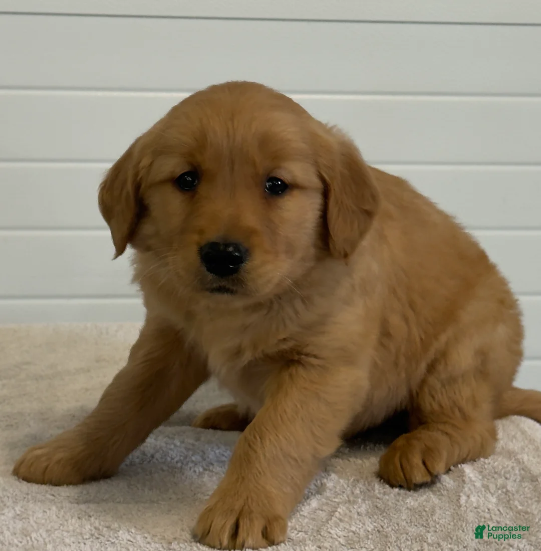 Golden Retriever dogs for sale: Konner - Ad 6