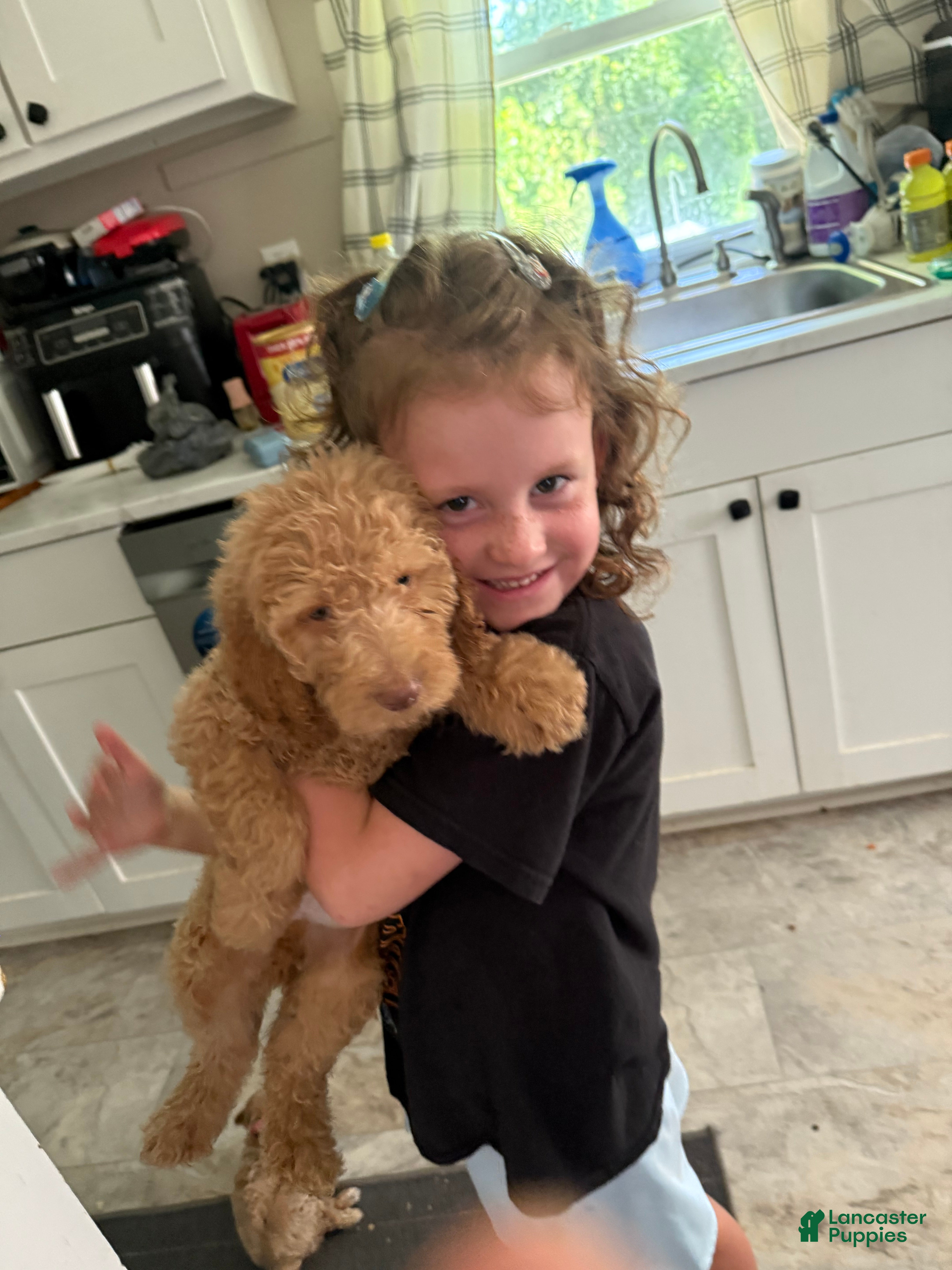 Goldendoodle dogs Puppy 3 - Ad 26