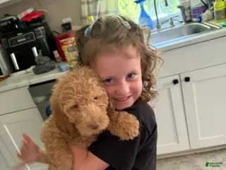 Goldendoodle dogs Puppy 3 - Ad 42