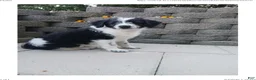 Mixed Breed dogs for sale: Mali - Ad 6