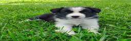 Border Collie dogs for sale: Piper - Ad 1