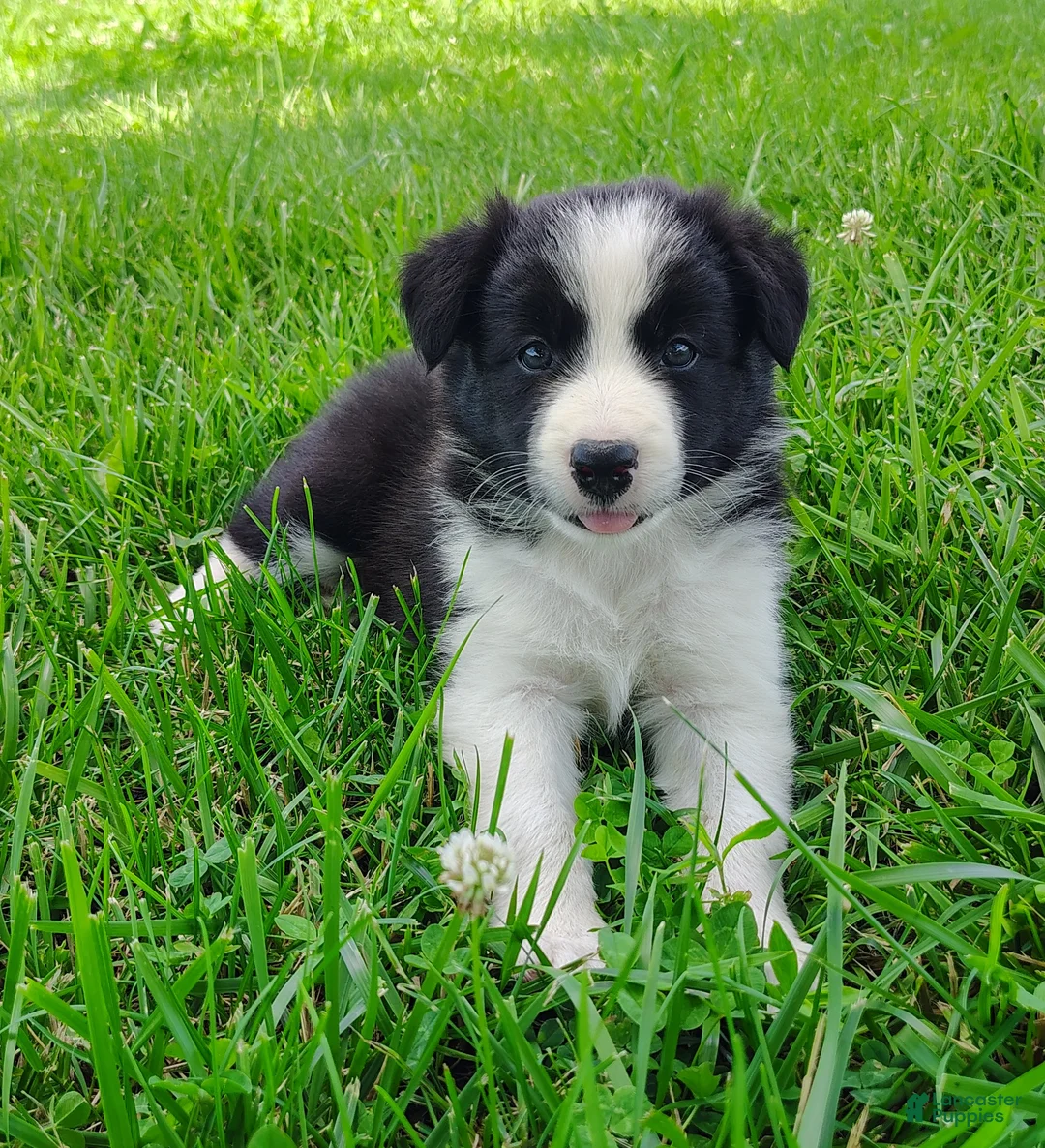 Border Collie dogs for sale: Piper - Ad 1