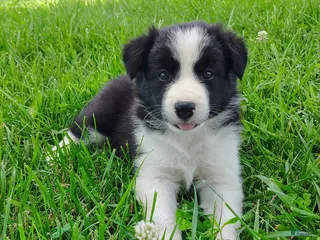 Border Collie dogs for sale: Piper - Ad 3