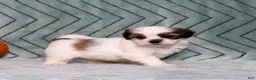 Teddy Bear dogs for sale: Isaac - Ad 3