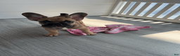 French Bulldog dogs for sale: COCOA - Ad 13