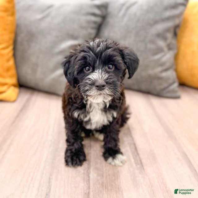 Yorkiepoo dogs Theo - Ad 1