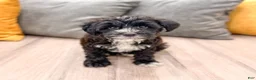Yorkiepoo dogs for sale: Theo - Ad 1