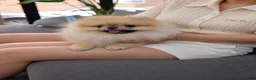 Pomeranian dogs for sale: Bitcoin  - Ad 3
