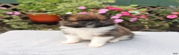 Pomeranian dogs for sale: Sugar - Ad 5