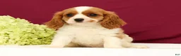 Cavalier King Charles Spaniel dogs for sale: Tommy - Ad 4
