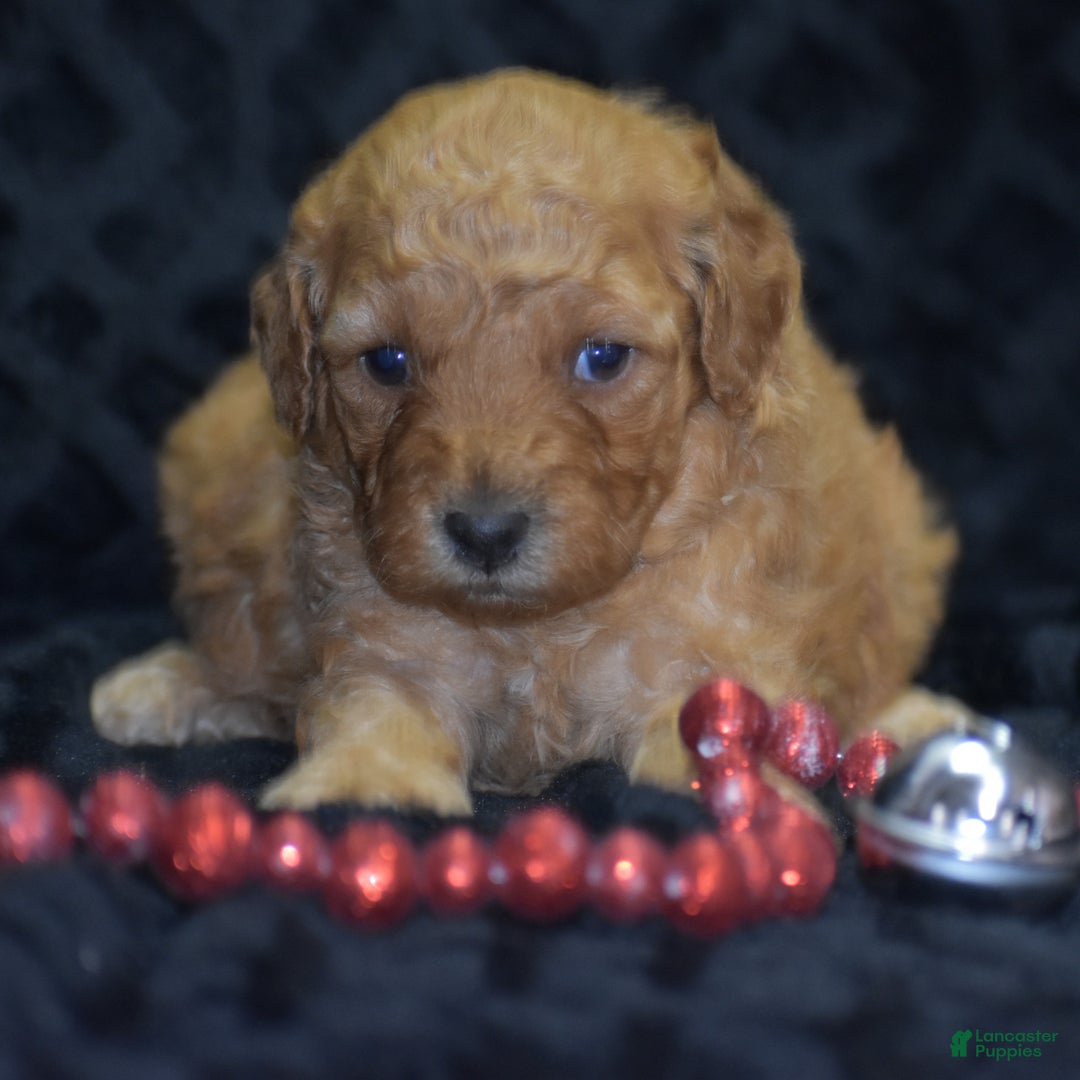Mini Goldendoodle dogs for sale: Glaze - Ad 6