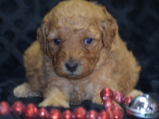 Mini Goldendoodle dogs Glaze - Ad 14