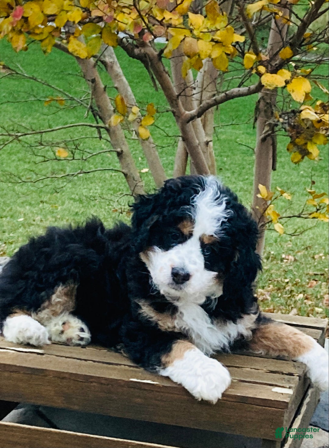 Mini Bernedoodle dogs for sale: Patches - Ad 2