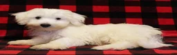 Maltese dogs for sale: Mochi - Ad 3