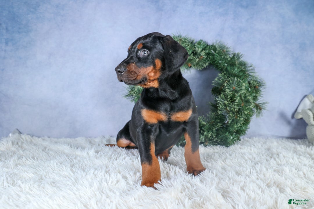 Doberman Pinscher dogs for sale: TUCKER - Ad 6