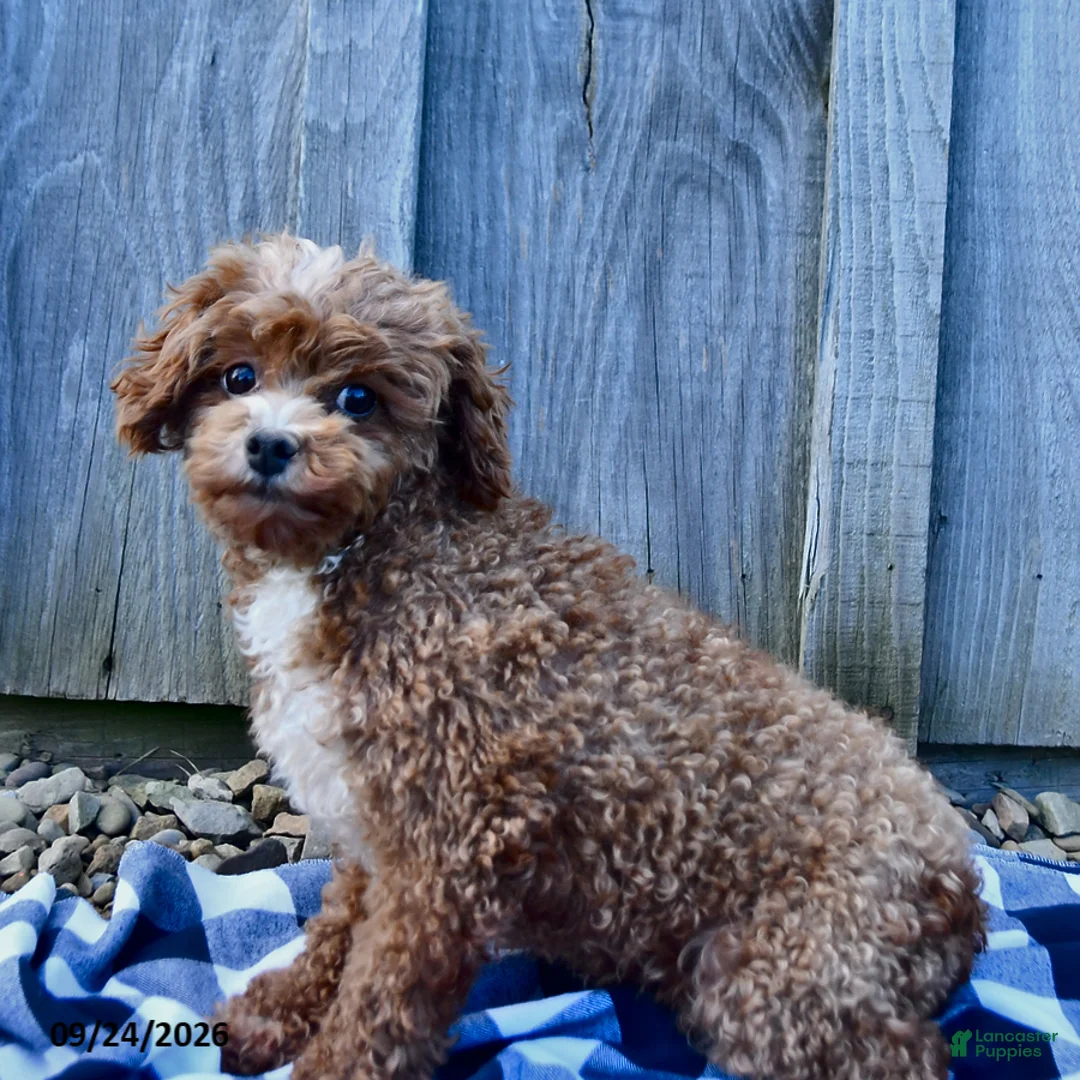 Toy Poodle dogs for sale: Trecia - Ad 2