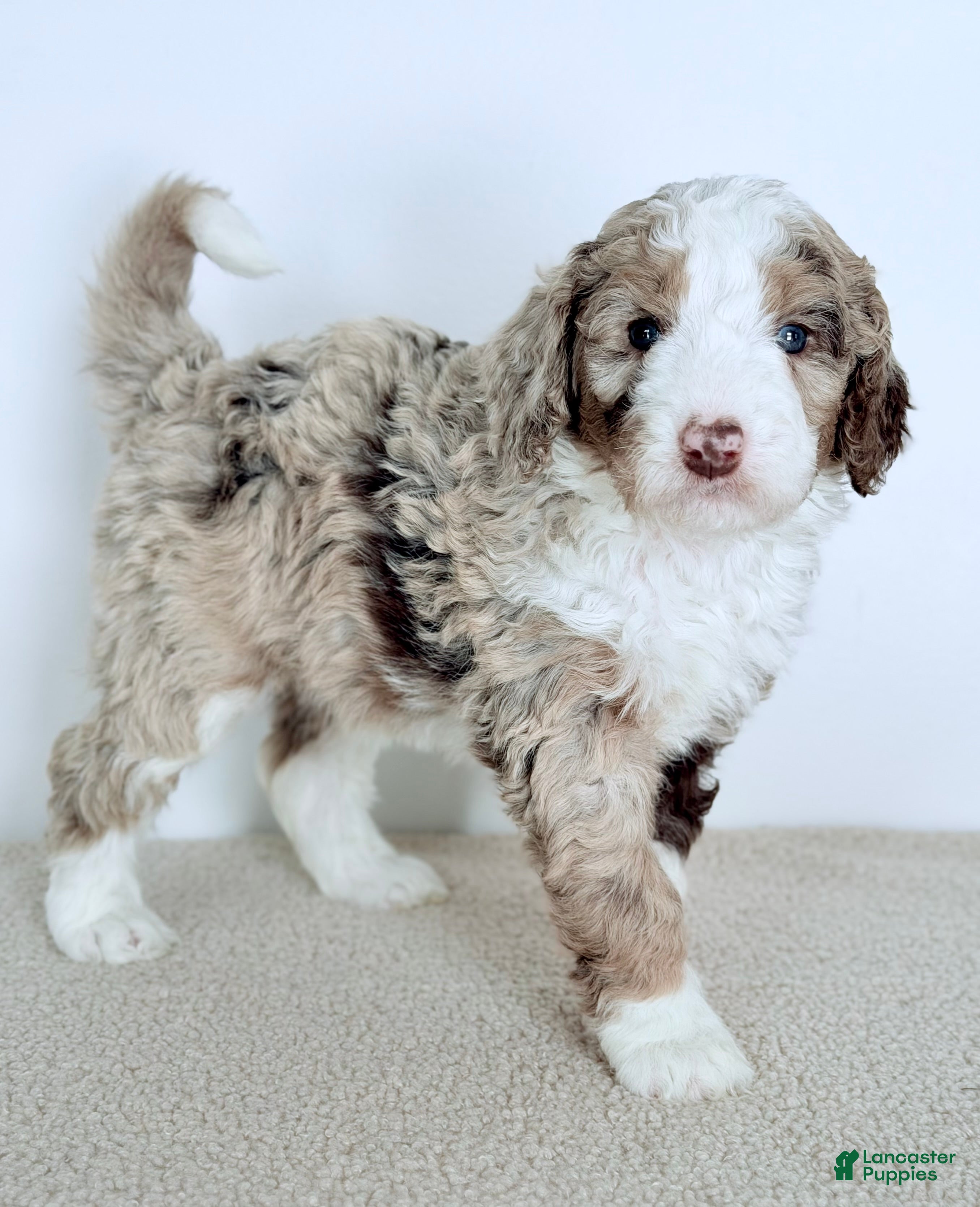 Bernedoodle dogs Mercy - Ad 2