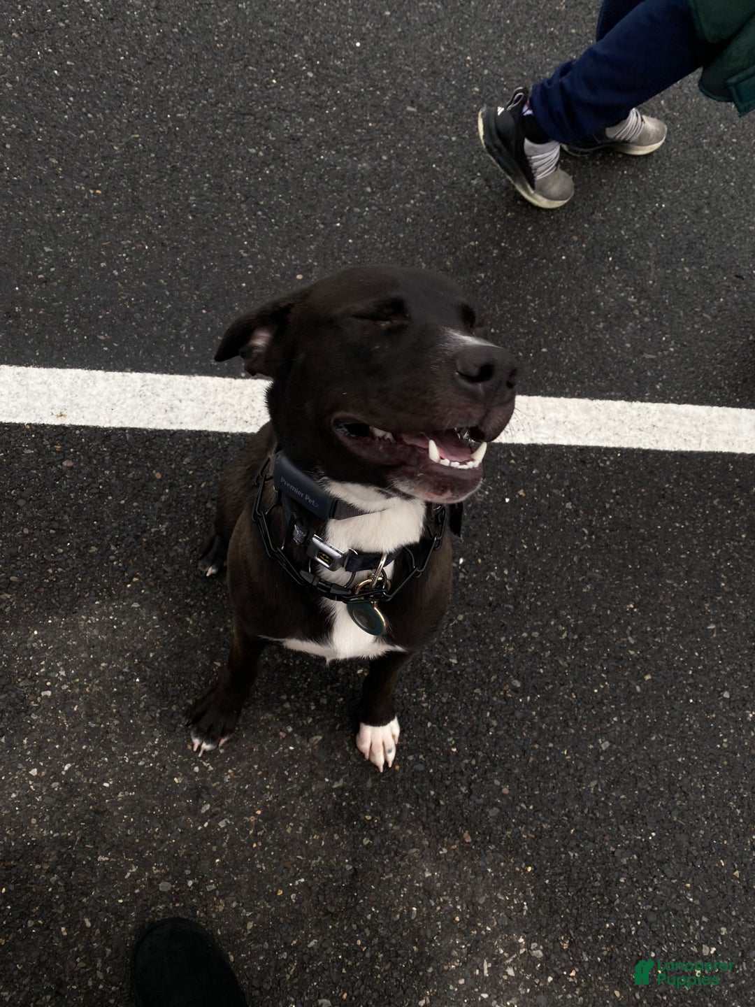 Mixed Breed dogs for sale: Reggie - Ad 2