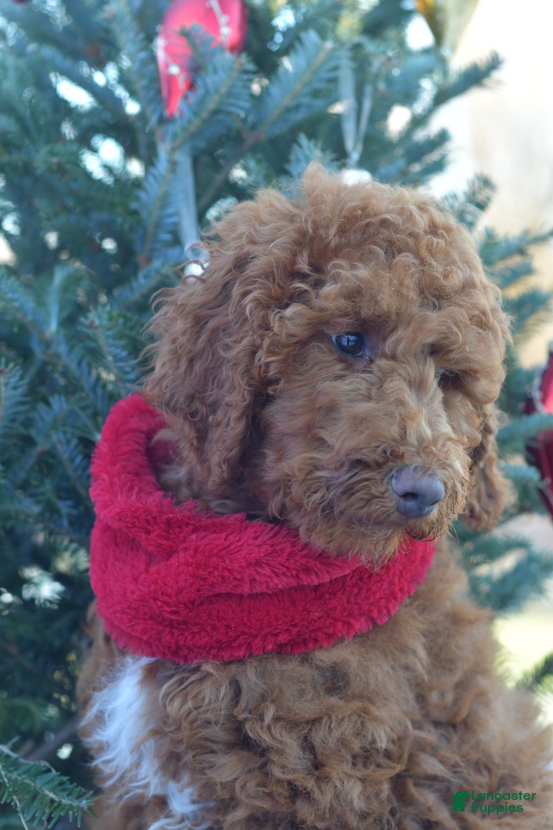 Standard Poodle dogs for sale: Clifford  - Ad 33