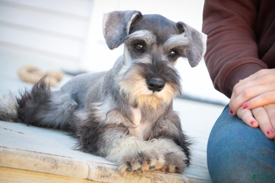 Miniature Schnauzer dogs Quest Miniature Schnauzer (crate and leash Trained) - Ad 2