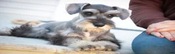 Miniature Schnauzer dogs for sale: Quest Miniature Schnauzer (crate and leash Trained) - Ad 2