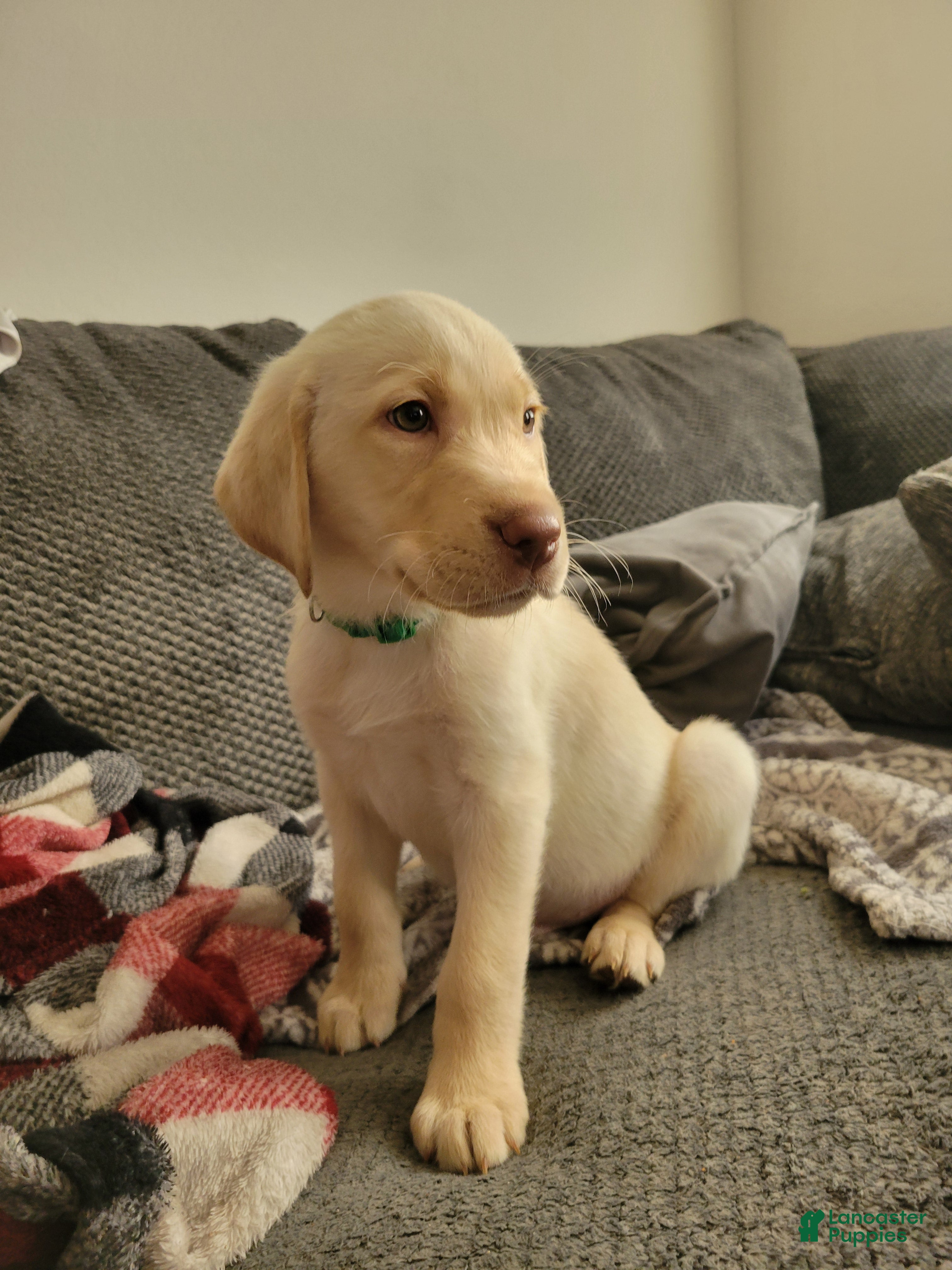 Labrador Retriever dogs Labrador Retriever Puppy 2 - Ad 16