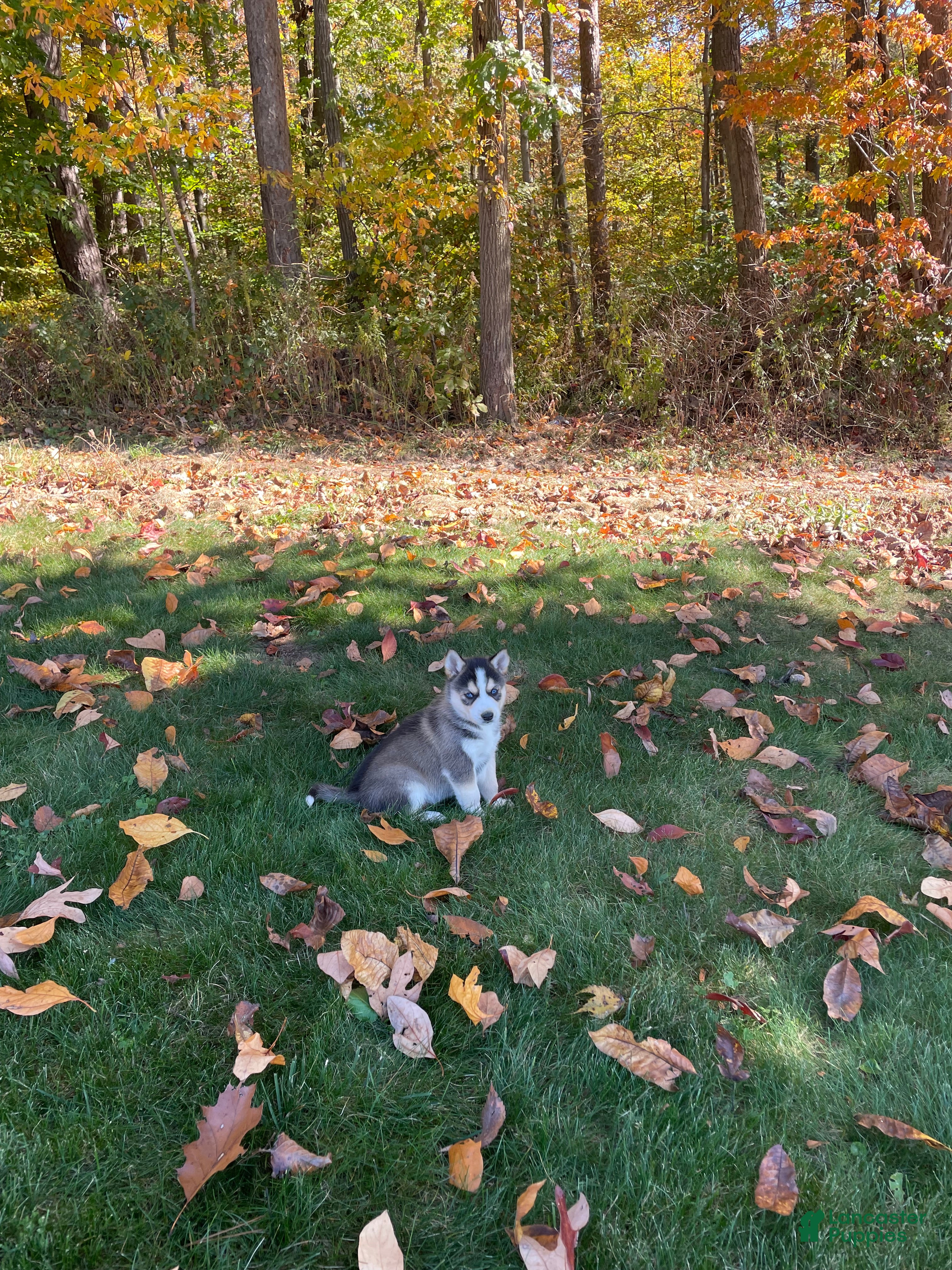 Gerberian Shepsky dogs for sale: Zeus - Ad 1