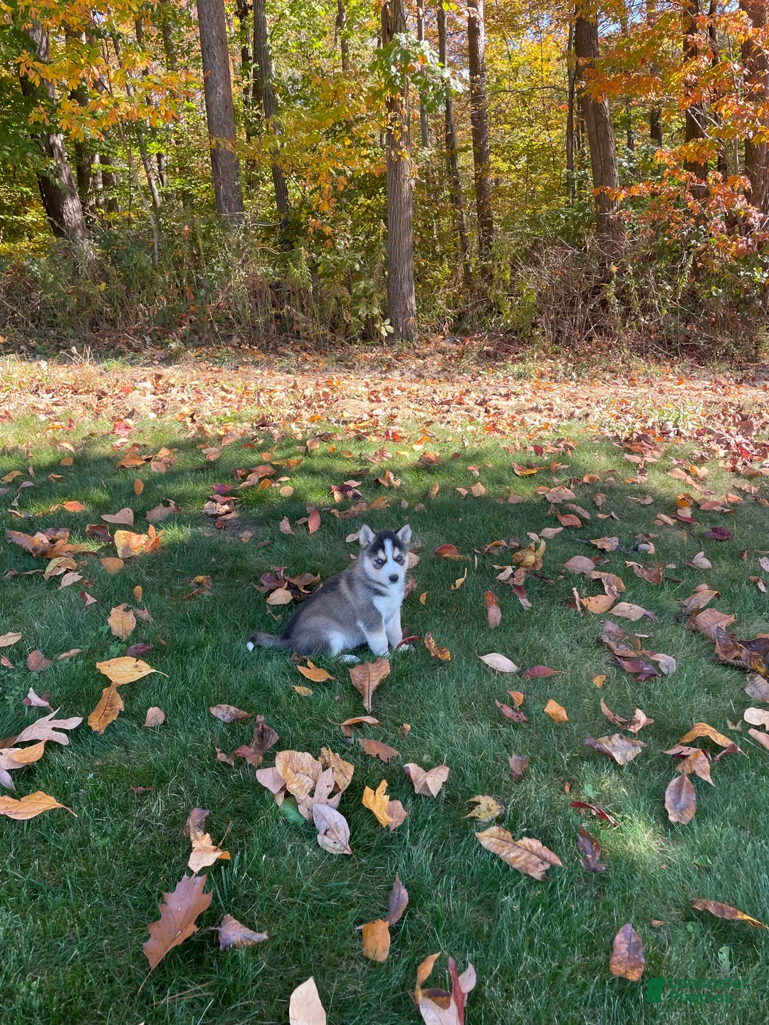 Gerberian Shepsky dogs for sale: Zeus - Ad 1