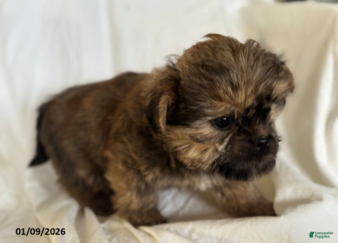 Shorkie dogs for sale: Teddy - Ad 2