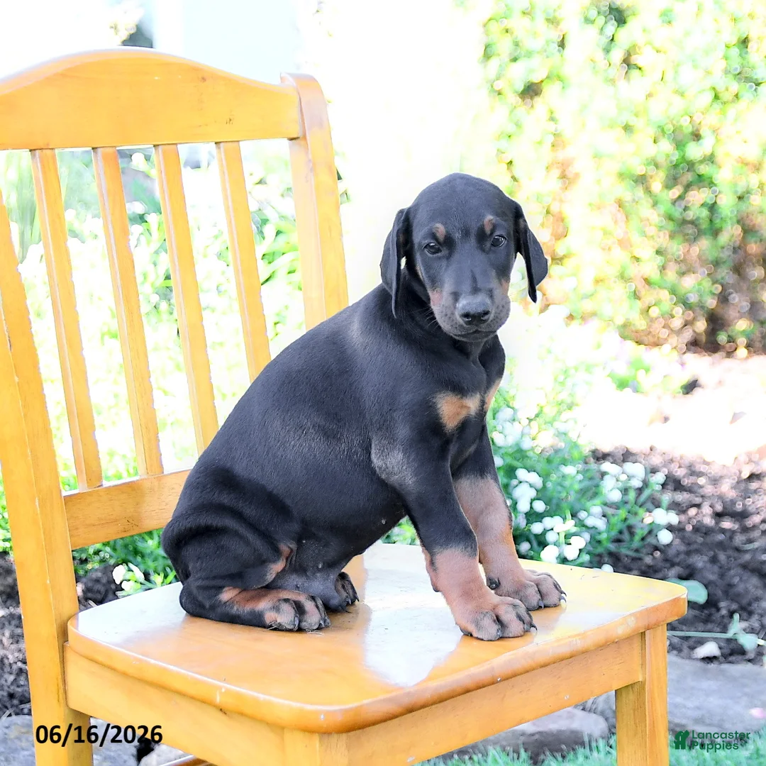 Doberman Pinscher dogs for sale: Troy - Ad 5