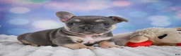 French Bulldog dogs for sale: Petunia - Ad 11