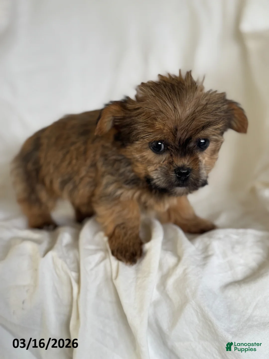 Shorkie dogs for sale: Tiny Tina - Ad 5