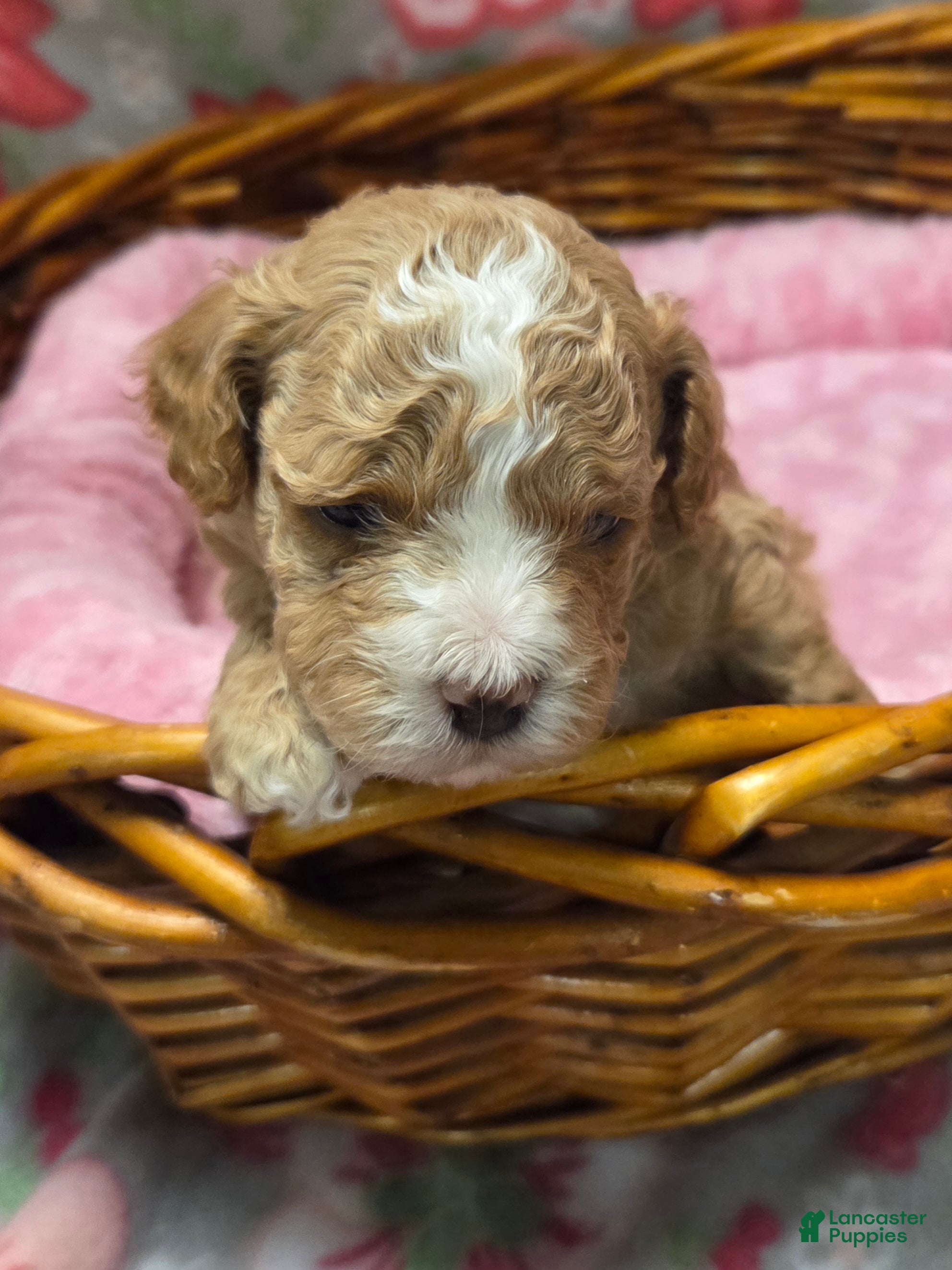 Cockapoo dogs Cockapoo Puppy 1 - Ad 2