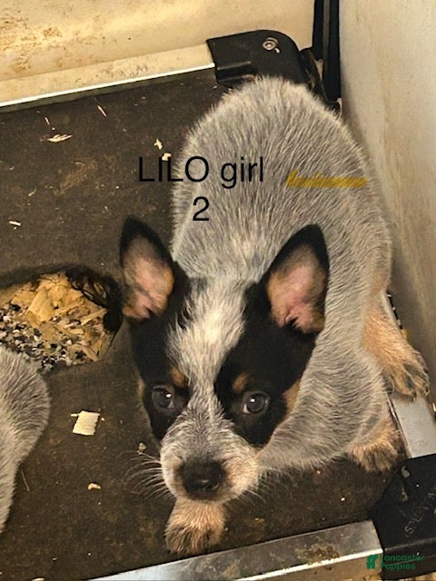 Australian Cattle Dog dogs LILO GIRL 2 - Ad 1