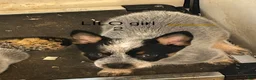 Australian Cattle Dog dogs for sale: LILO GIRL 2 - Ad 1