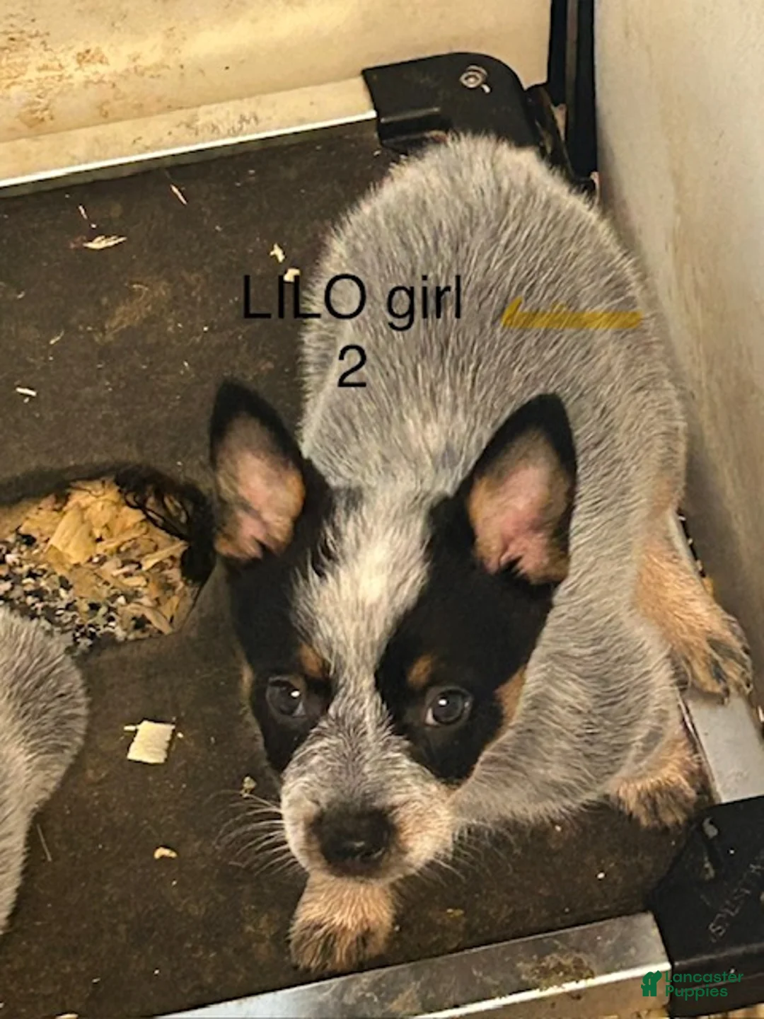 Australian Cattle Dog dogs for sale: LILO GIRL 2 - Ad 1