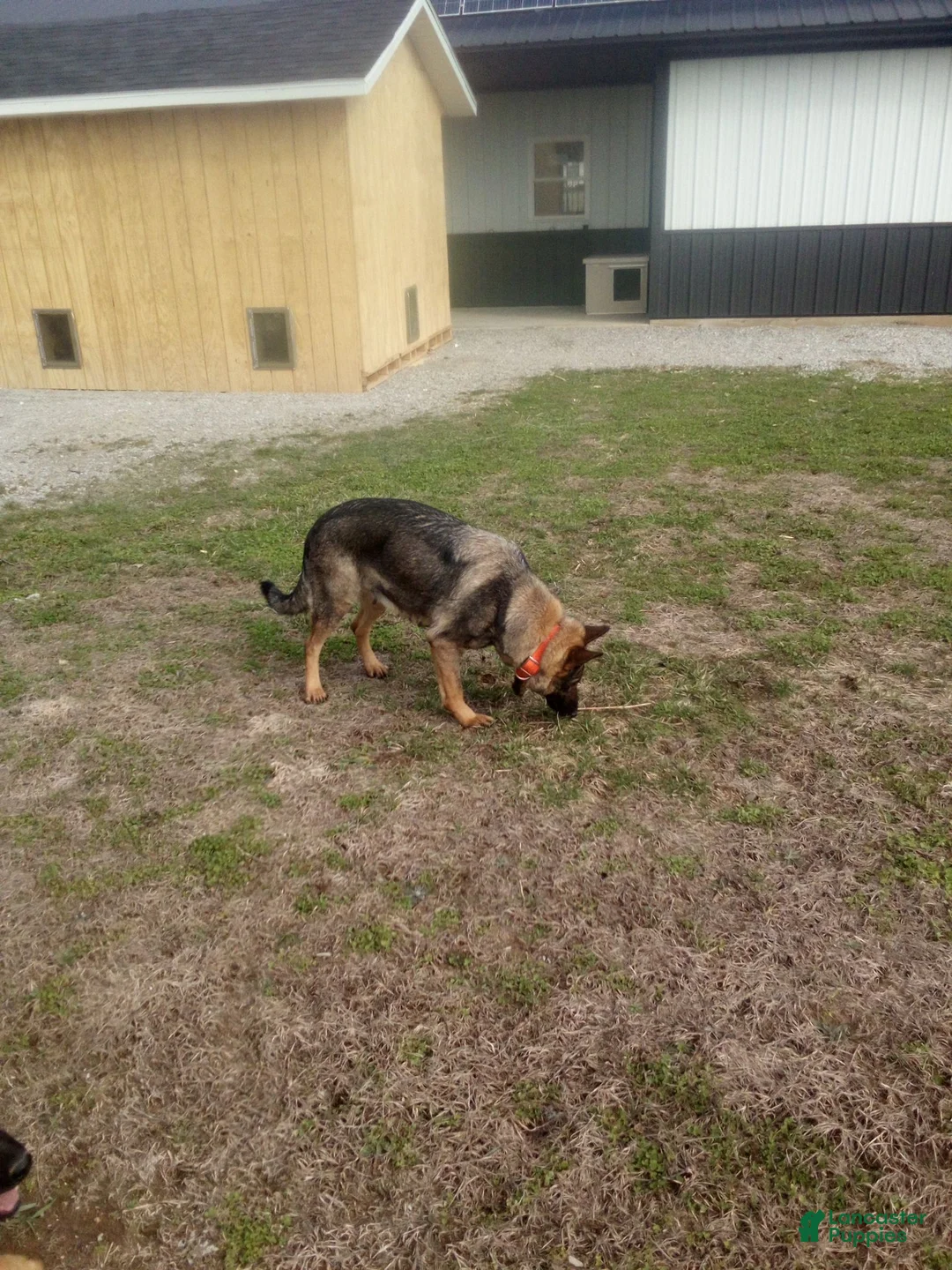 German Shepherd dogs for sale: Cocoa - Ad 6