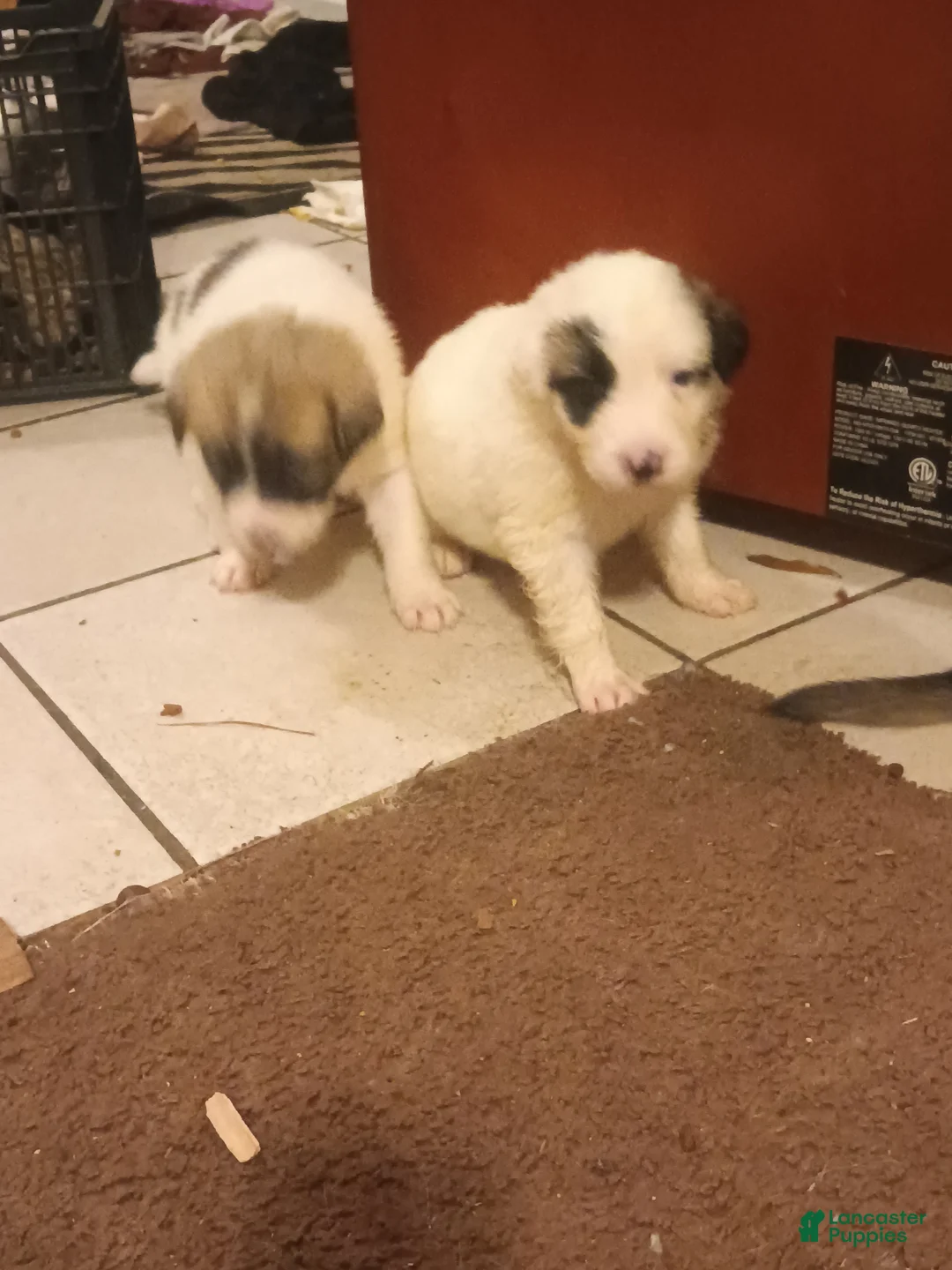 Mixed Breed dogs for sale: Spot Spot  - Ad 4