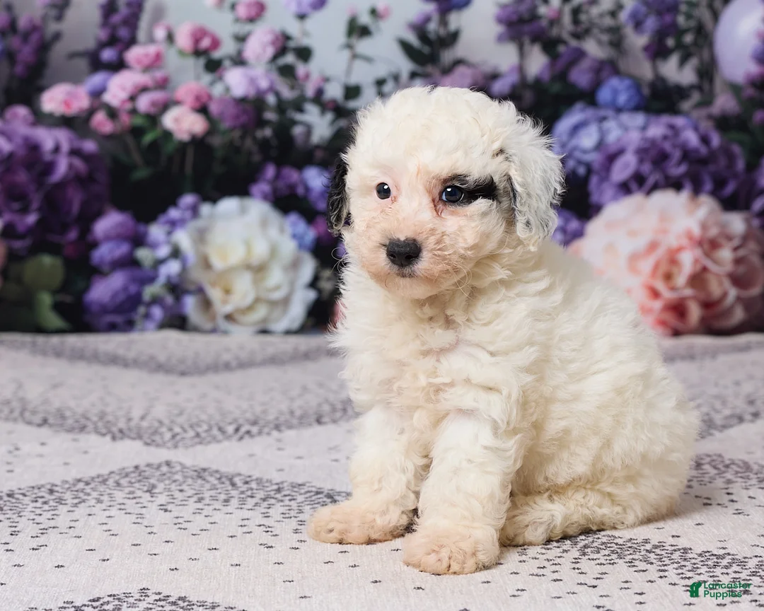 Miniature Poodle dogs for sale: Karlie - Ad 2