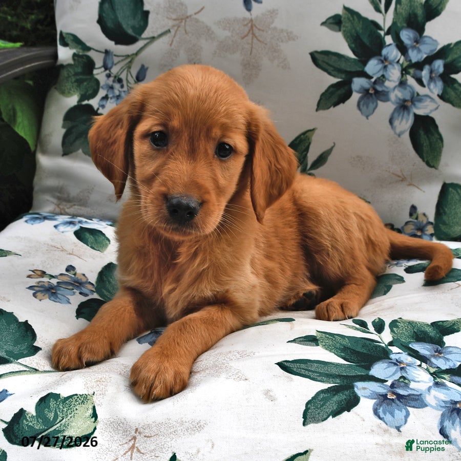 Golden Retriever dogs Jasmine - Ad 2