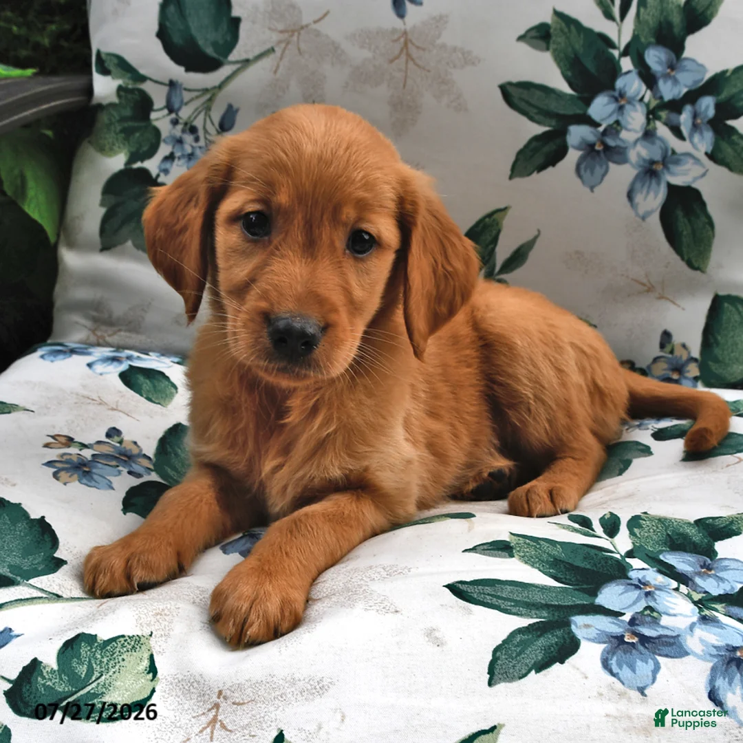 Golden Retriever dogs for sale: Jasmine - Ad 2