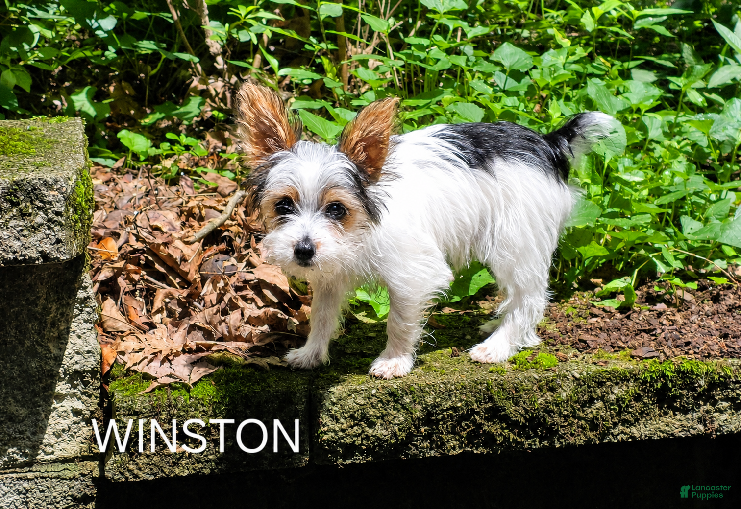 Yorkshire Terrier dogs Winston - Ad 17