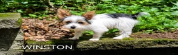 Yorkshire Terrier dogs for sale: Winston - Ad 1