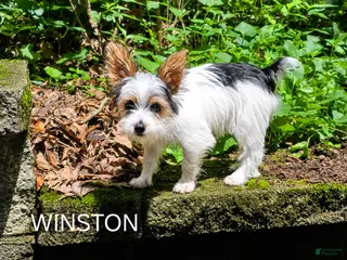 Yorkshire Terrier dogs Winston - Ad 17