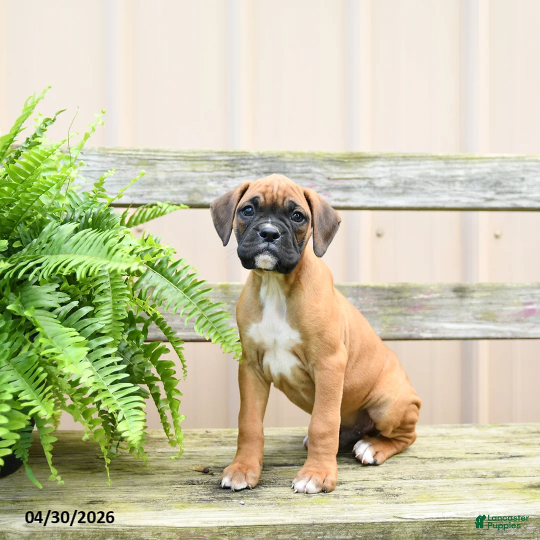 Boxer dogs for sale: Hershey - Ad 2