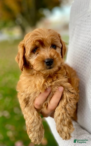 Gallery Image {{count}}